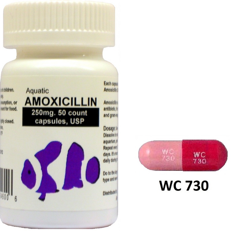 Amoxicillin: A Detailed Description