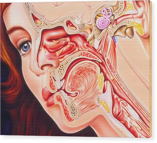 Artwork Of Ear, Nose &  Throat In A Cold Sufferer Photograph by John Bavosi