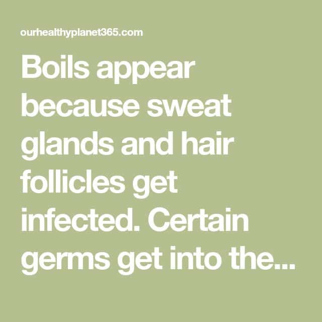Boils appear because sweat glands and hair follicles get infected ...