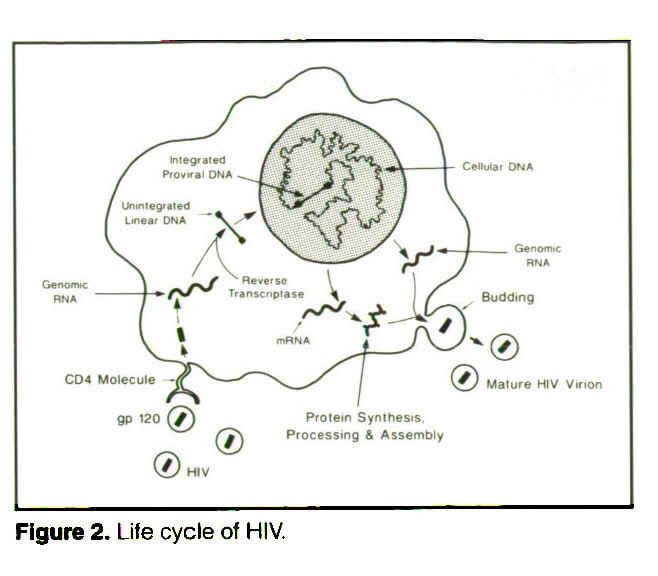 Clinical Aspects of HIV Infection in Children