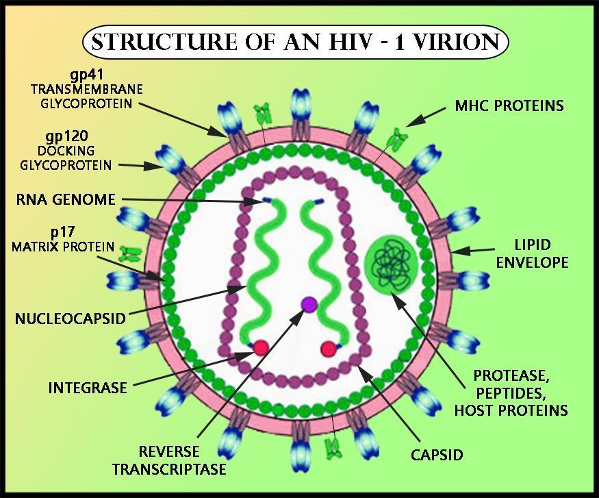 Draw the diagram showing the structure of HIV class 12 biology CBSE