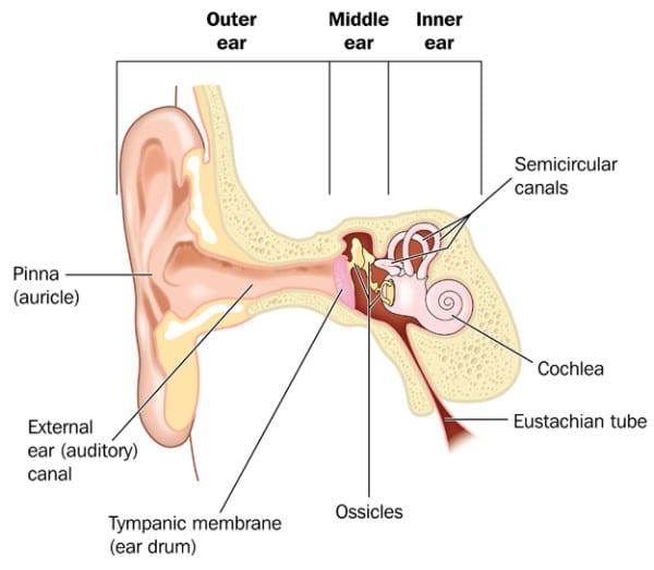 Ear Infection Symptoms: What Causes Them and How You Can Prevent Them ...