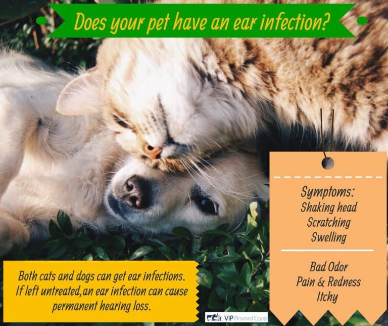 Ear infection?  VIP Animal Care