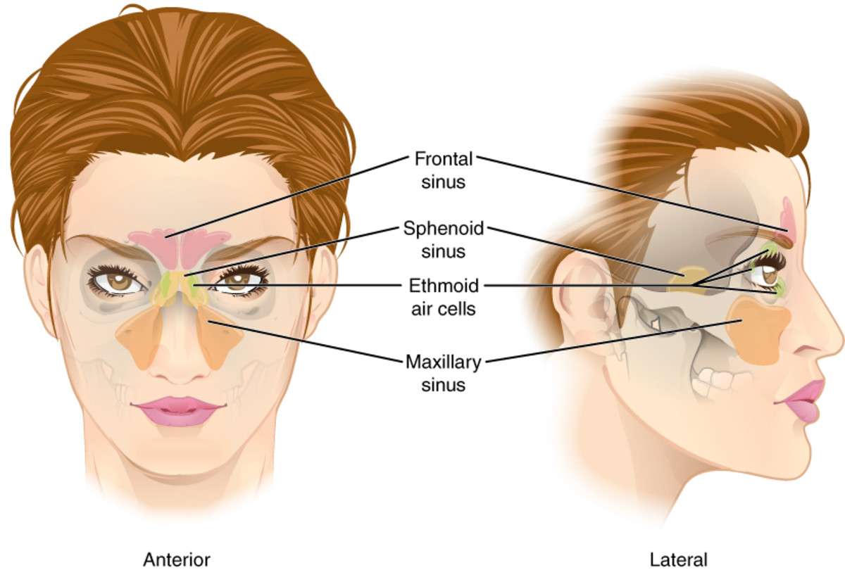 Endoscopic Sinus Surgery To Remove Nasal Polyps, A ...