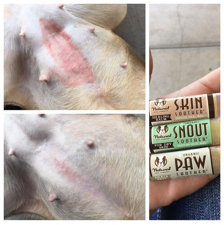 French Bulldogs on Instagram: SOOTHE and HEAL: Hot spots, allergy ...