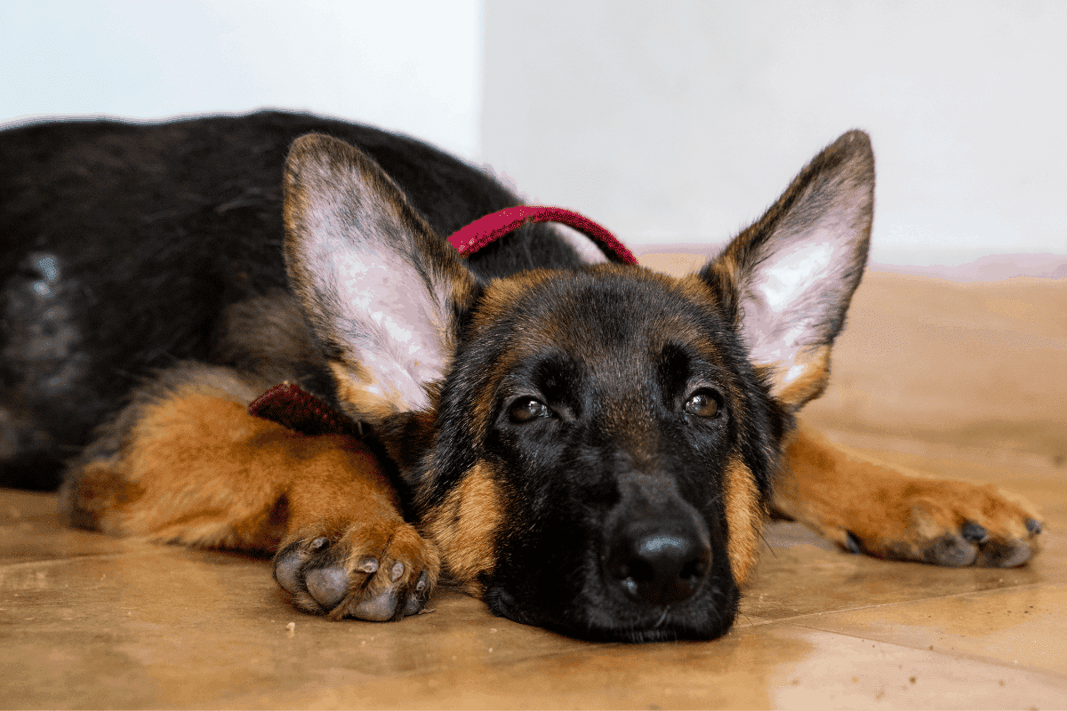 German Shepherd Ear Infections: A Complete Care Guide â The German ...
