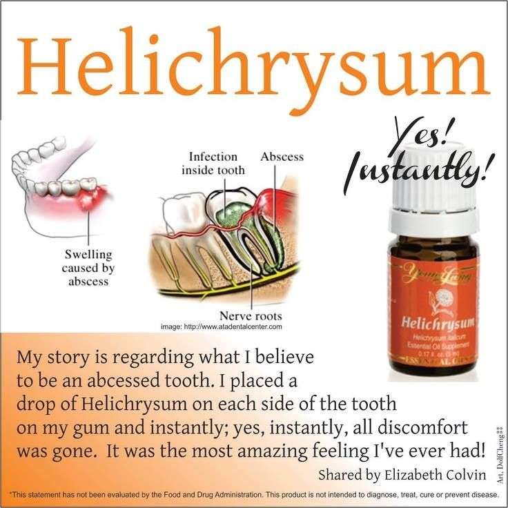 Helichrysum for tooth infection