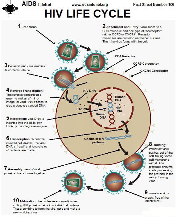 HIV Drugs and the HIV Lifecycle