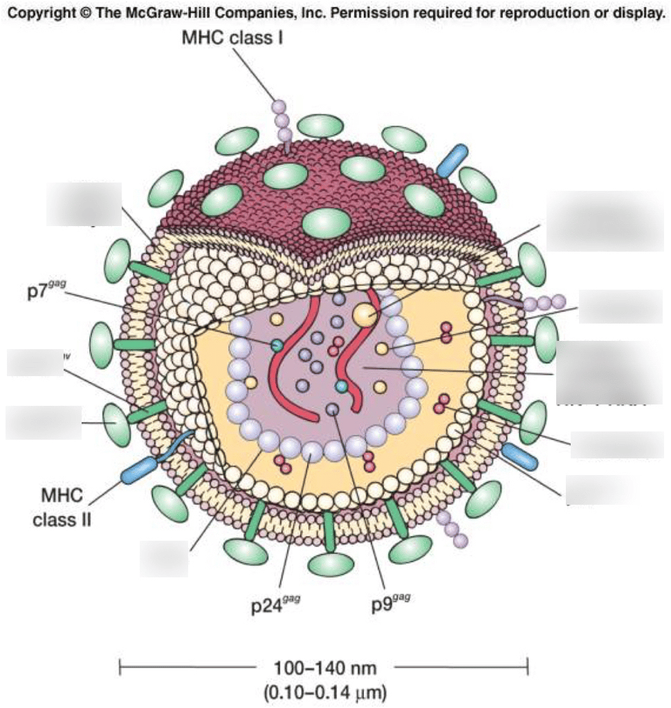 HIV structure Diagram