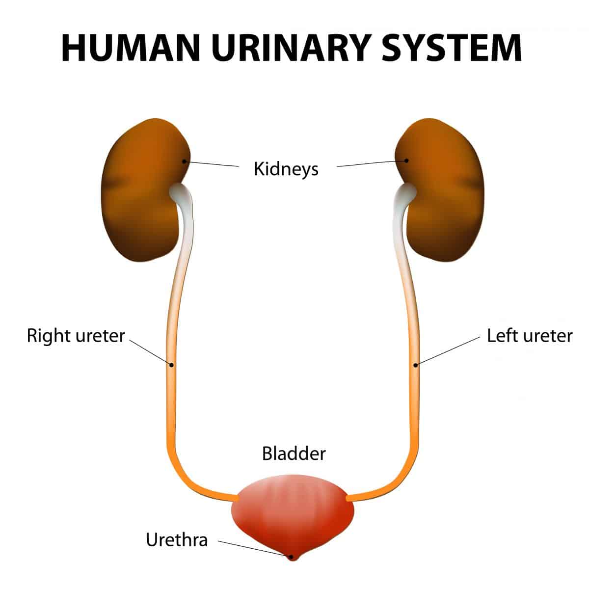 How to Prevent a UTI: 6 Healthy Tips to Avoid a Urinary Tract Infection