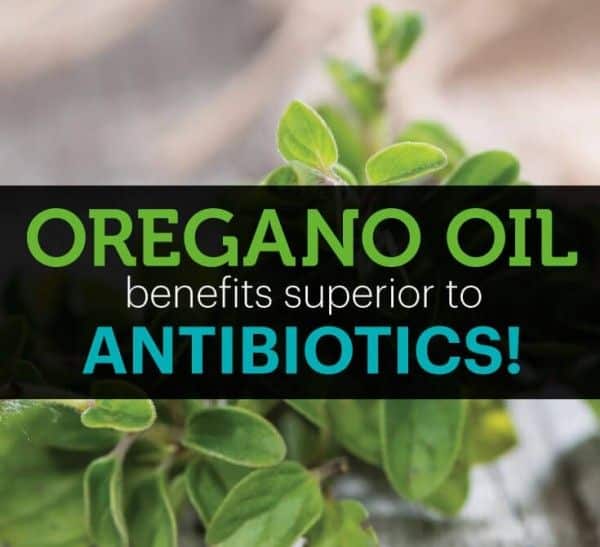 Oregano Oil Benefits Superior to Prescription Antibiotics