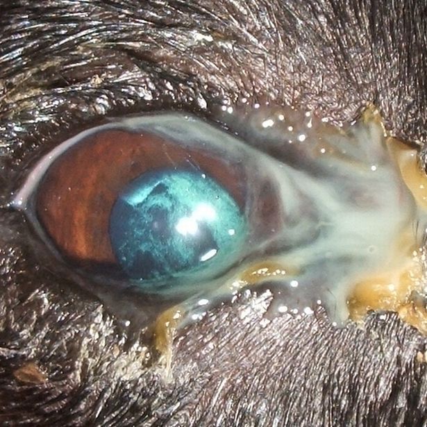 Owners urged to check their dogs eyes or risk them going blind ...