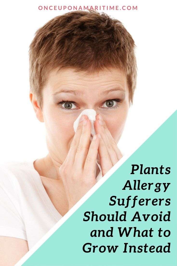 Plants Allergy Sufferers Should Avoid and What to Grow Instead ...