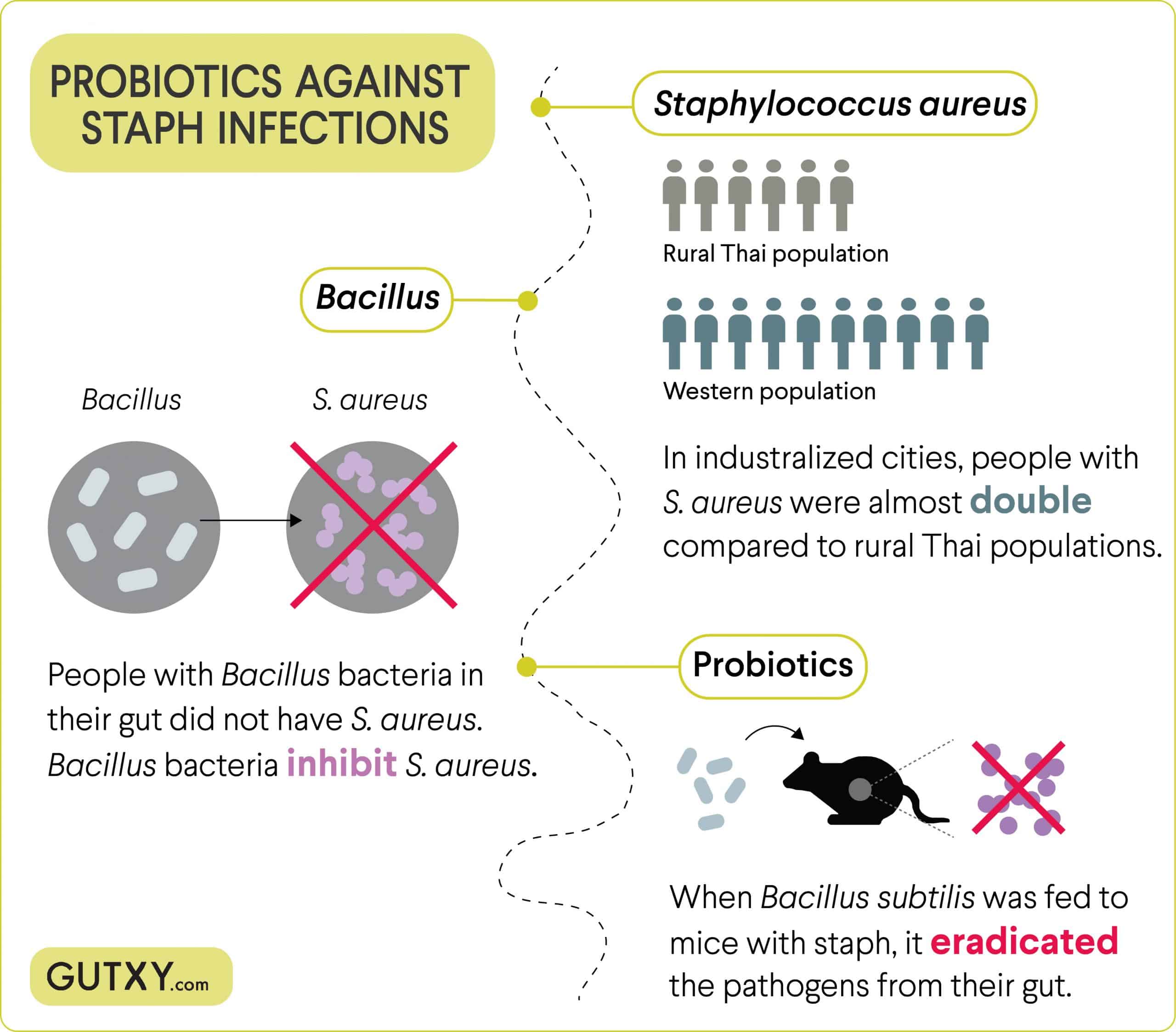 Probiotics against staph infections: could they replace antibiotics ...