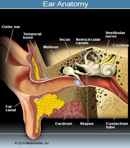 Ruptured (Perforated) Eardrum Symptoms, Treatment, and Healing Time