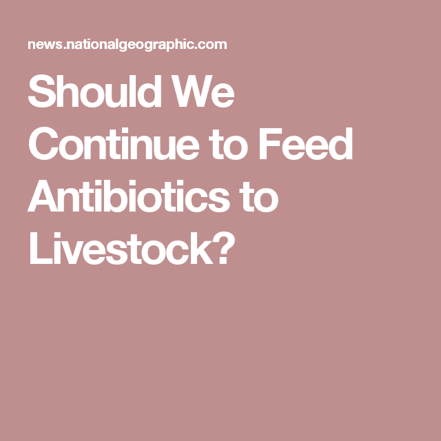 Should We Continue to Feed Antibiotics to Livestock?