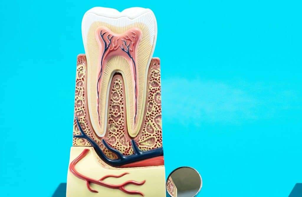 The Importance (and Infection) of a Root Canal