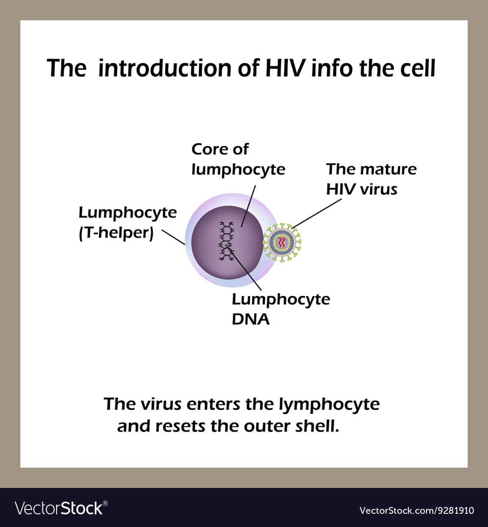 The life cycle hiv stage 1