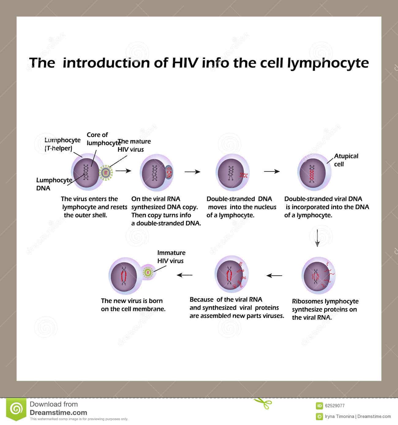 The Life Cycle Of HIV. Infographics. World AIDS Day. Vector ...