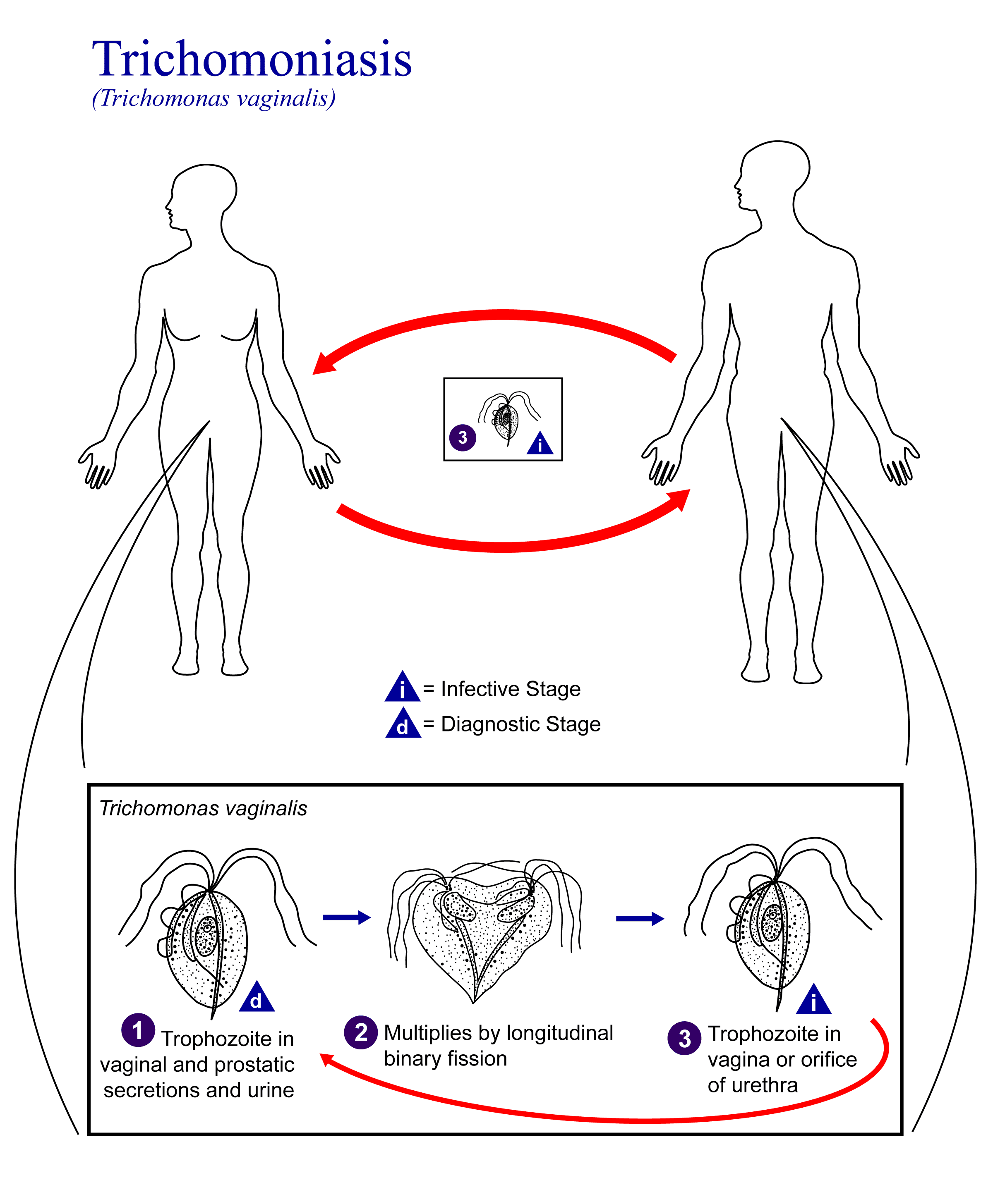 The life cycle of Trichomonas Vaginalis