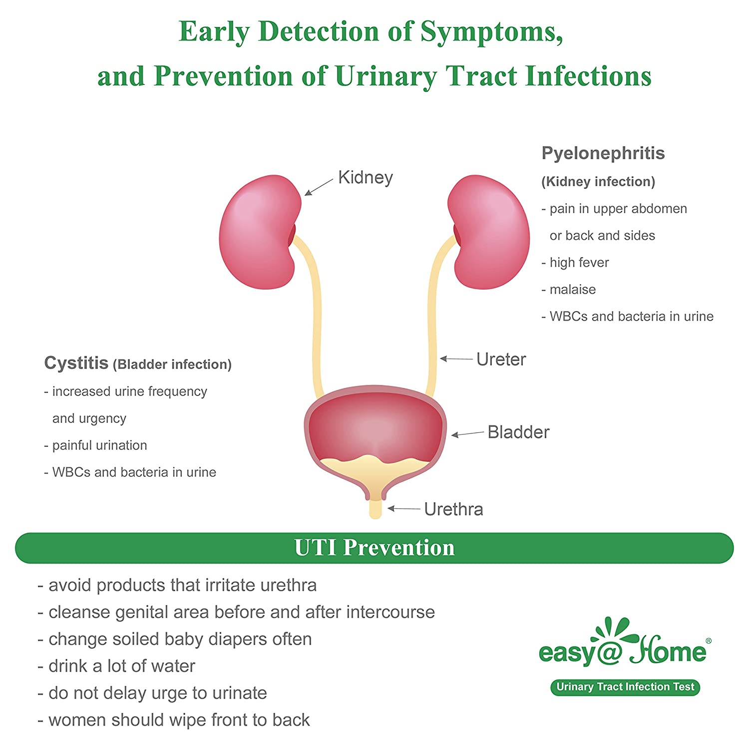 Urinary Tract Infections Symptoms Female