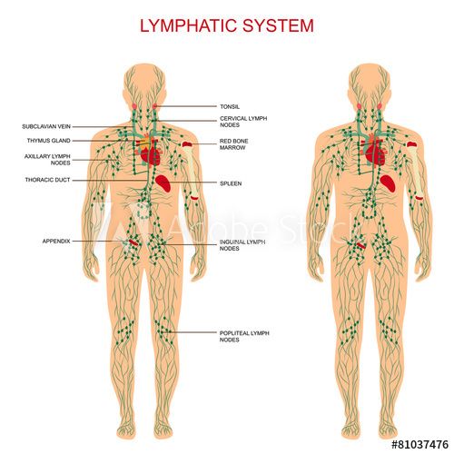 What is the lymphatic framework?