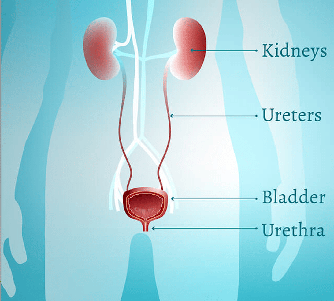 When Does a UTI Turn into a Kidney Infection?