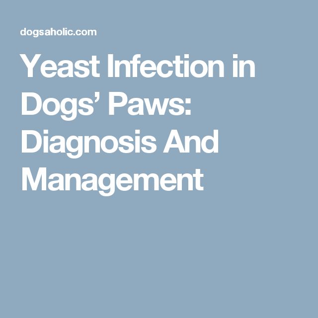 Yeast Infection in Dogs Paws: Diagnosis And Management